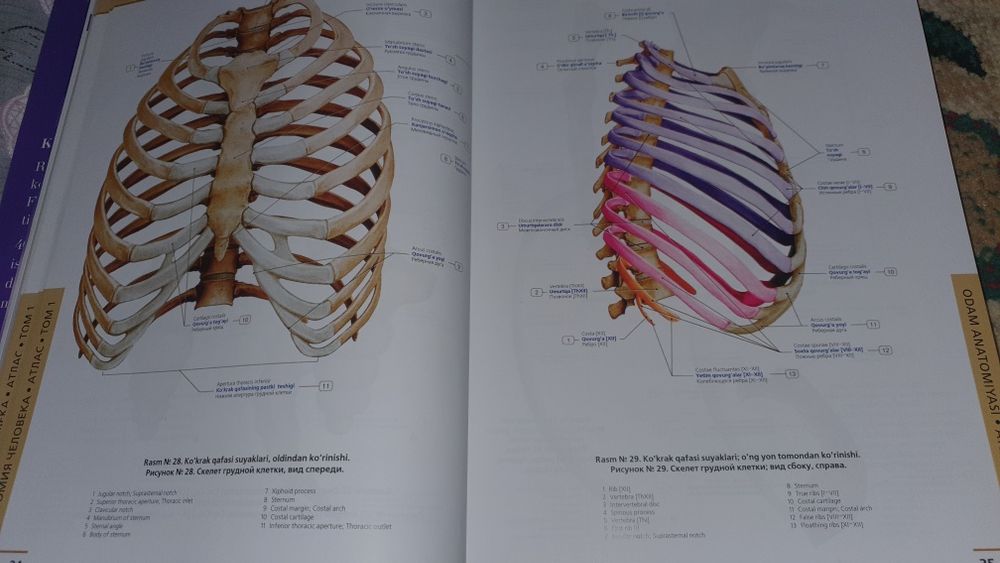 Anatomy orginal kitob