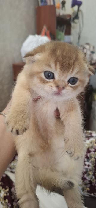 Чистокровные котята скоттиш фолд