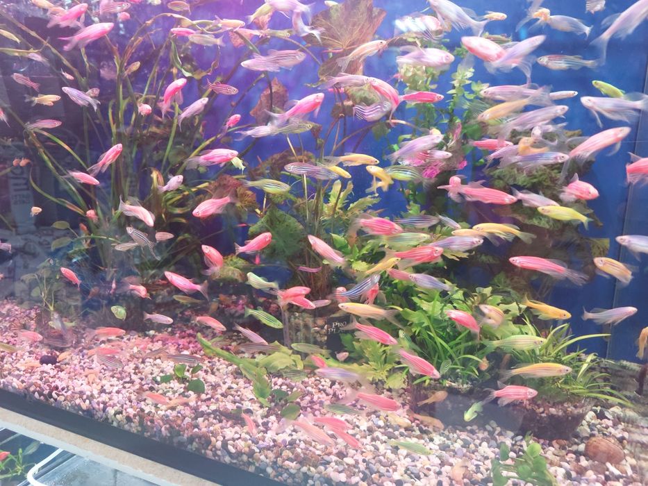 Аквариумные рыбки