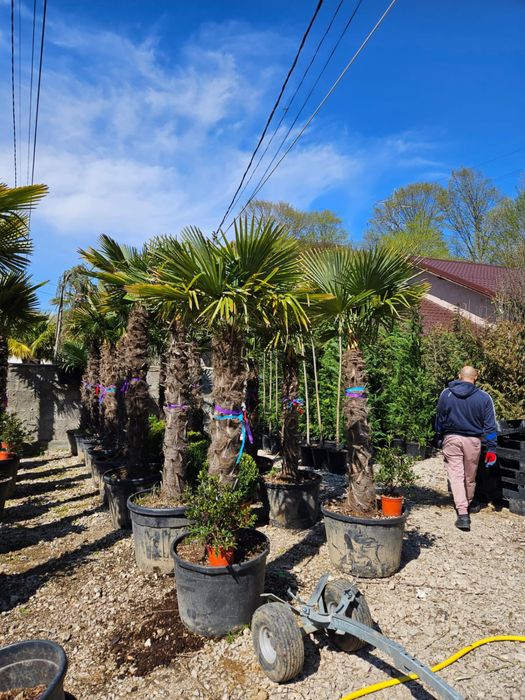 Palmieri trachycarpus fortunei toate dimensiunile