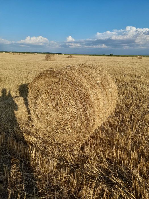 Vand paie de grîu