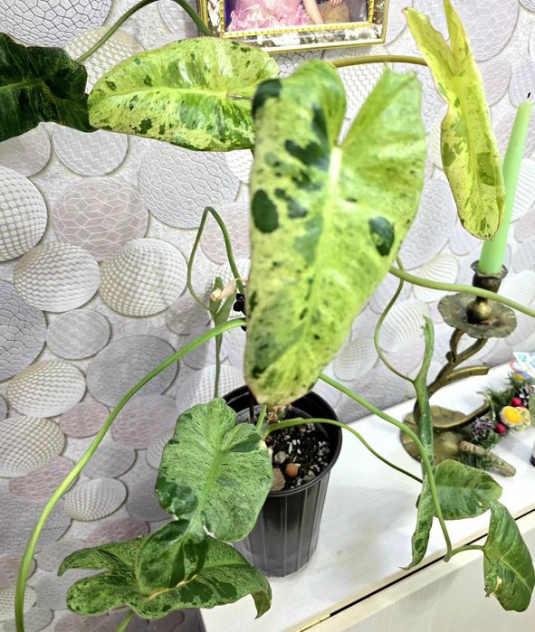 Филодендрон Paraiso Verde