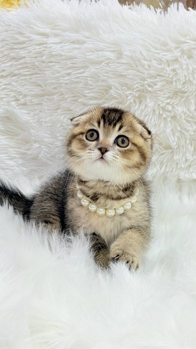 Котята от правильной вязки