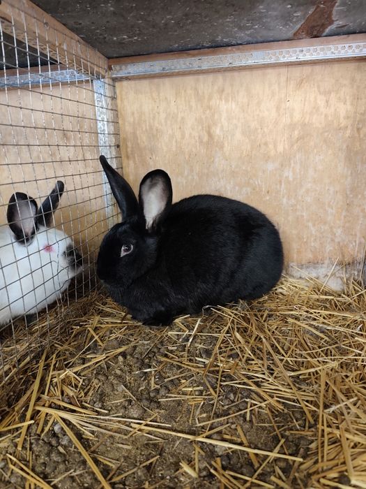 Зайци за клане и разплод