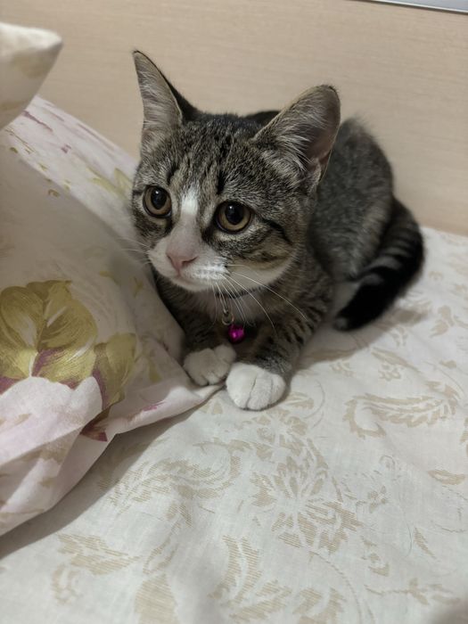 Отдам хорошим ручкам (Девочка)