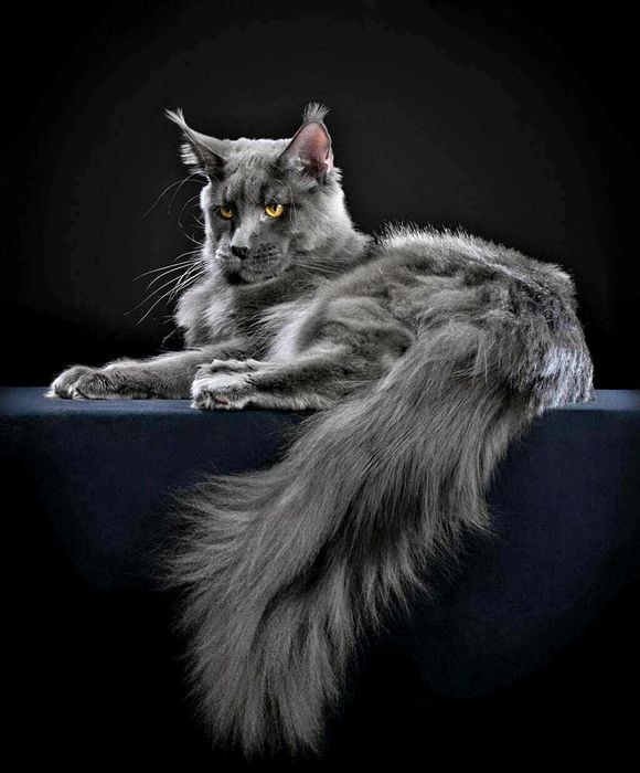 Мейн Куны - котята ( РЕДКИЙ ГОЛУБОЙ - СЕРЫЙ )