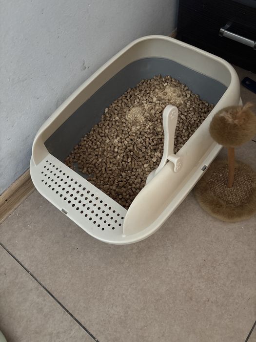 Котенок 2 месяца,