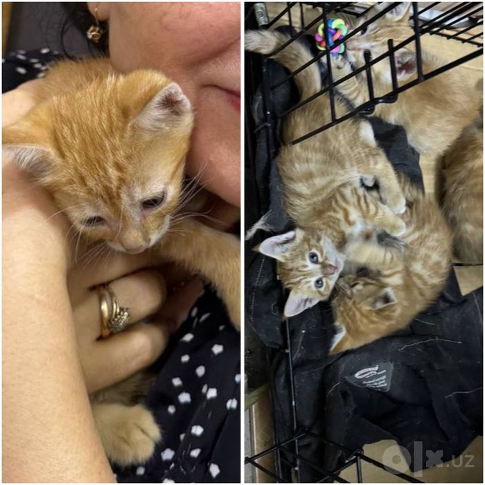 Котята ищут семью!