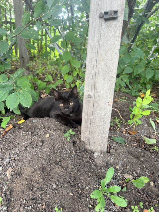 Котенок в добрые руки