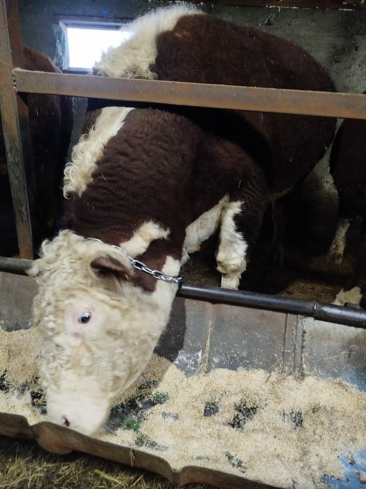 Букалар сатылады