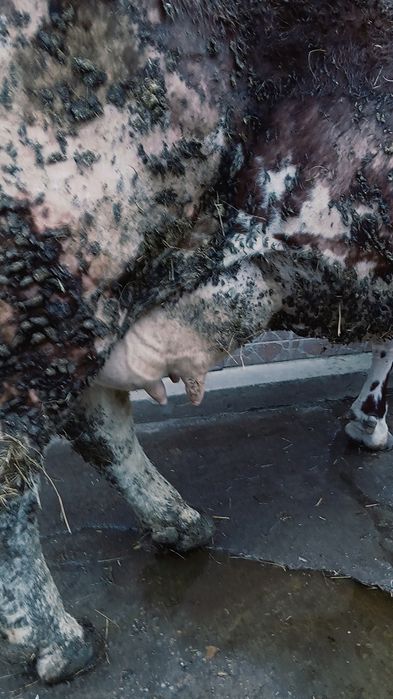 Vând vaca gestantă în 5 luni