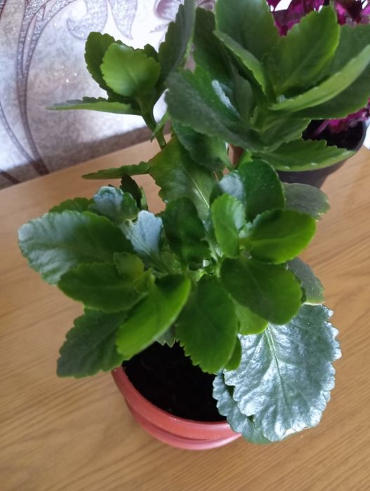 Продаются комнатные цветы