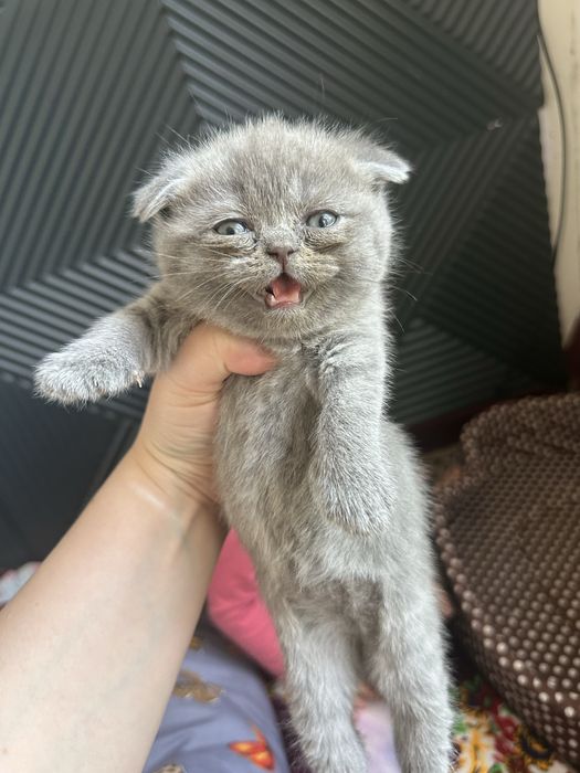 mushuk bolasi sotladi