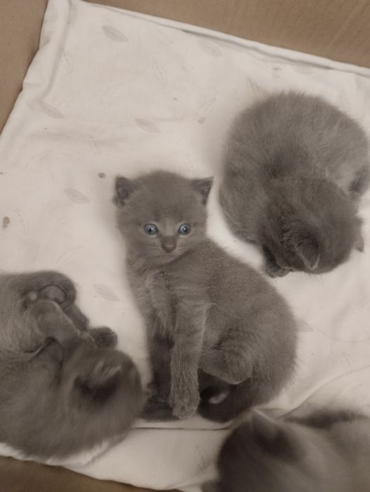 Котята милые пушистые