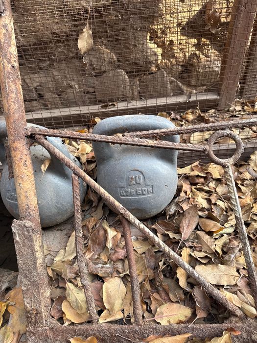 Гиря полвон тоши