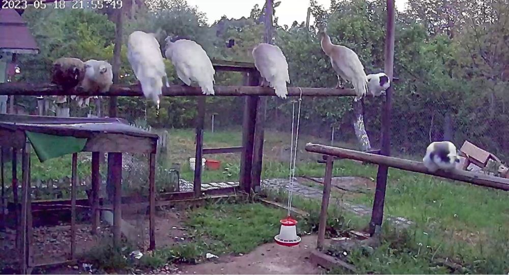 Продавам пауни  Арлекини и  Бели