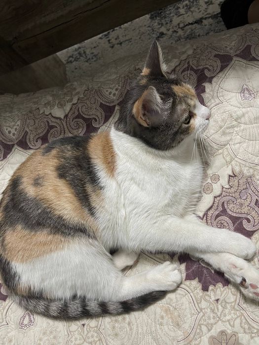 Кошечка Факат ховлига, во двор