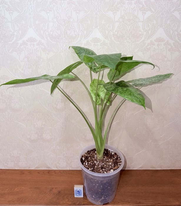 Алоказия, комнатные растения, комнатные цветы