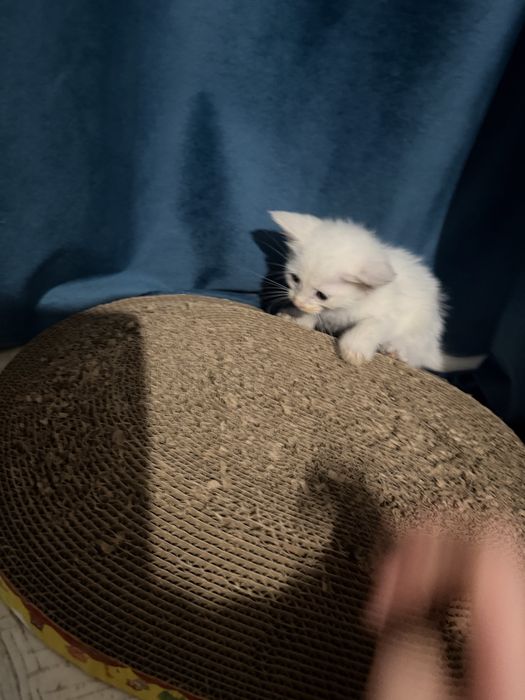 Котенок белый мальчик