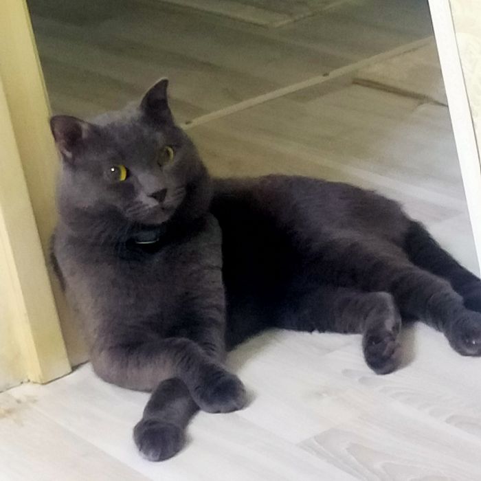 Котята шотландские вислоухие