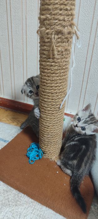 Продам котята скотиш