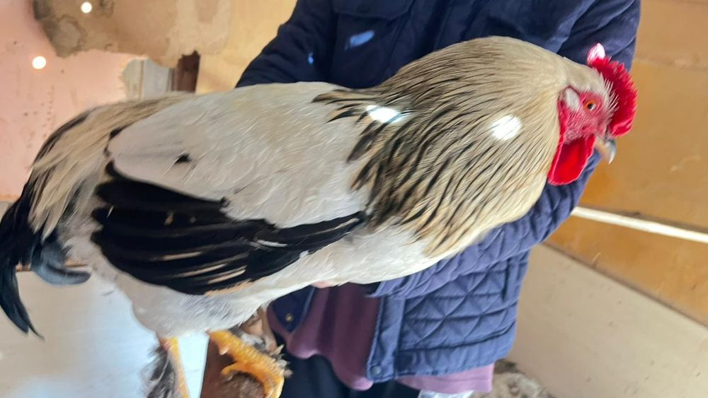 Қораздар сатылады