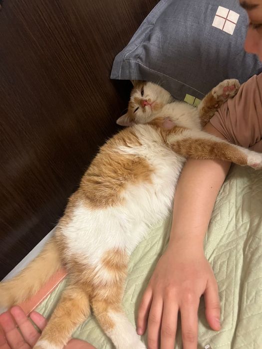 Бесплатно Игривый очень ласковый кот