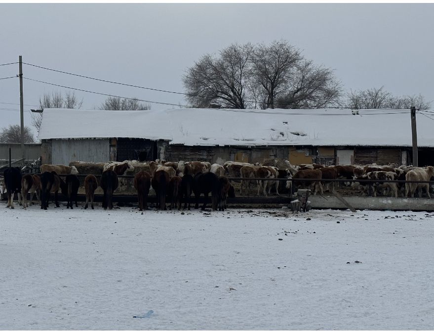 Нежеребые кобыли продается