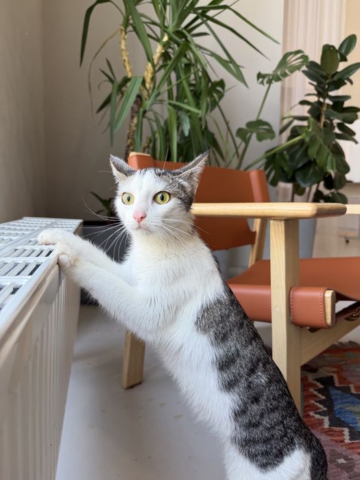 Котенок ЛАЙМА ищет семью. Стерилизована