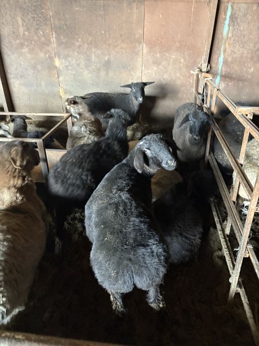 Бараны. Семіз тоқтылар