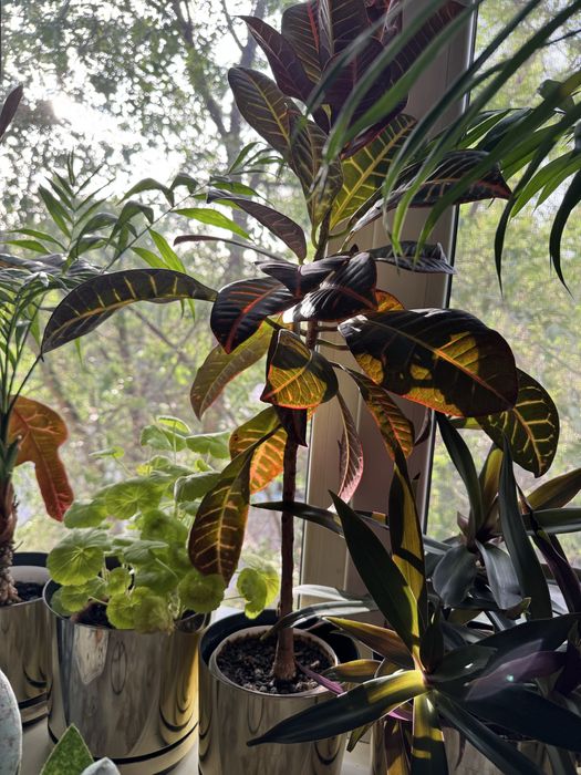 Кротон - комнатное растение