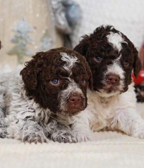 Щенки Лаготто Романьоло