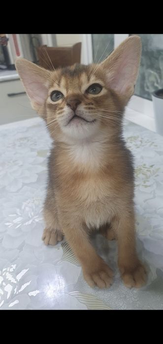 Продаётся Абессинский котята