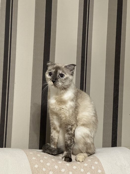 Отдам кошечку в добрые руки