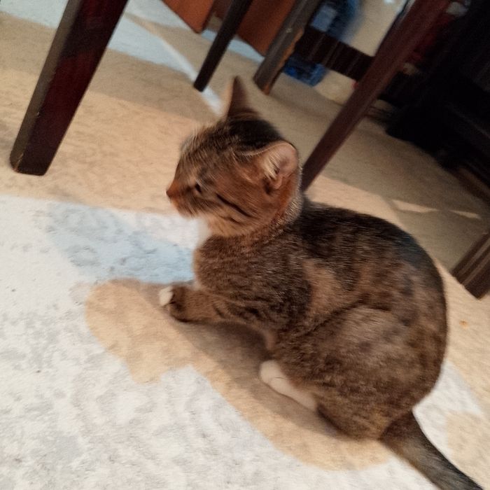 Отдам даром хорошом руки