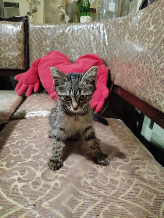 Отдам котенка в хорошие руки