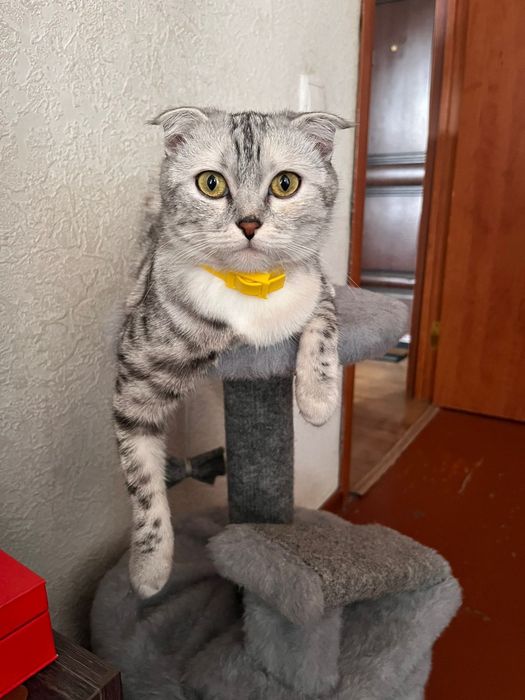 Продам котят веслоухие