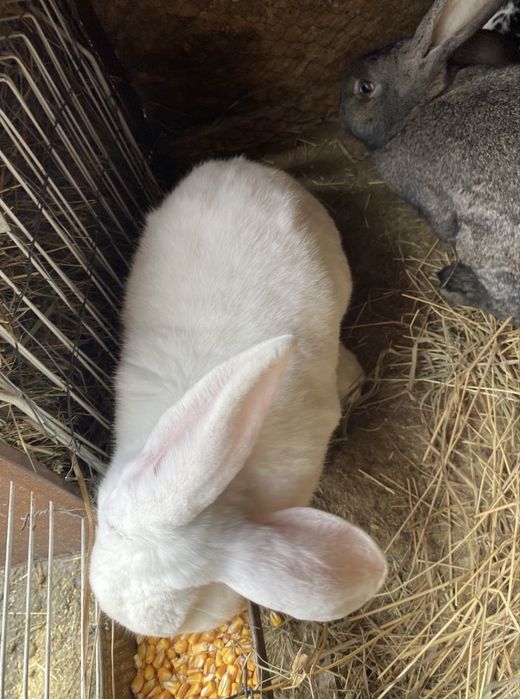 Dau la schimb ieburi, masculi/femele pe gaini