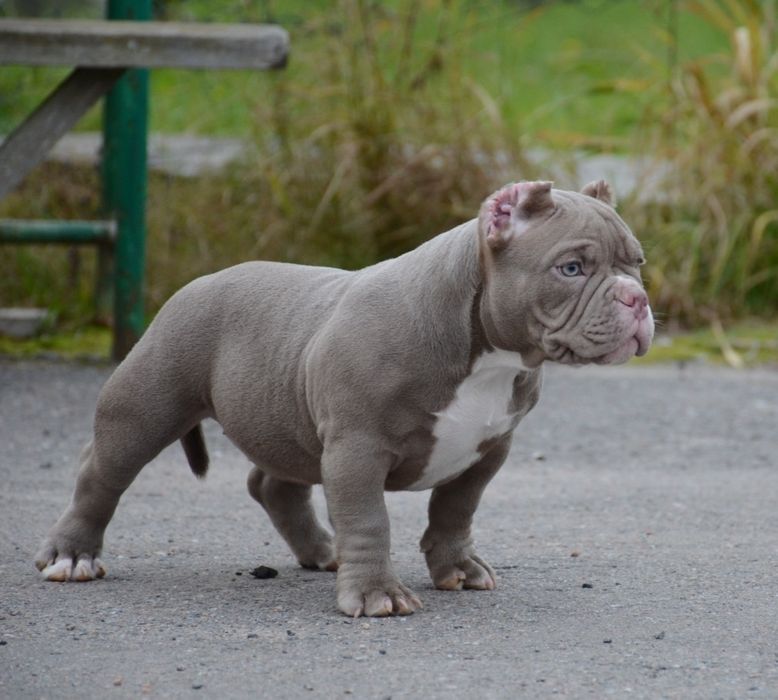 Американские Булли Премиум-класса!