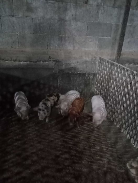 Продавам прасенца