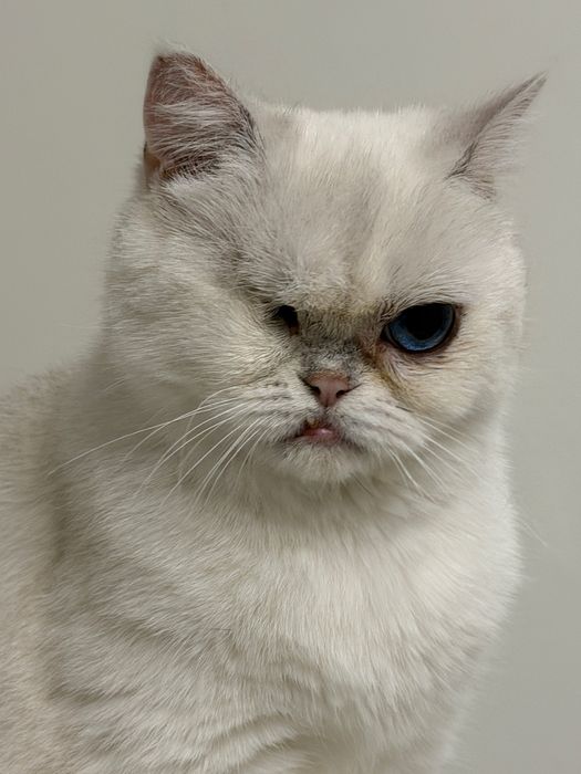 Кошка Маркиза ищет дом.