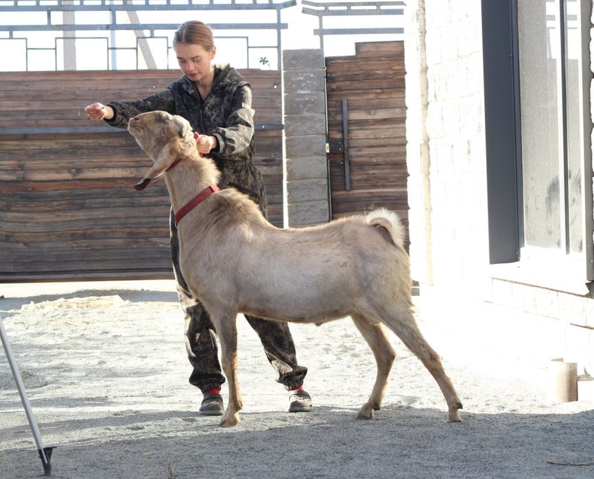 Продам козлика 50% Камори