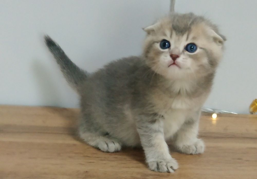 Алматы Огромный выбор котят