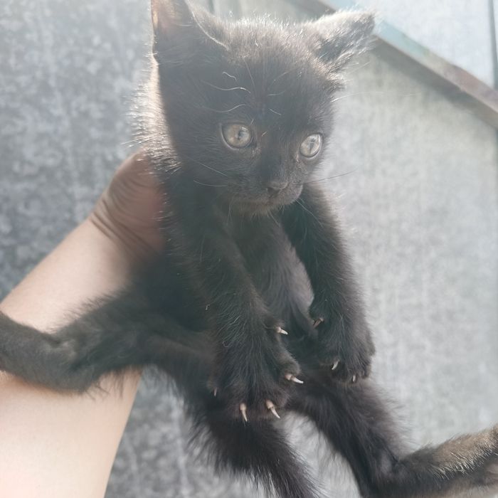 Отдам котят в добрые руки