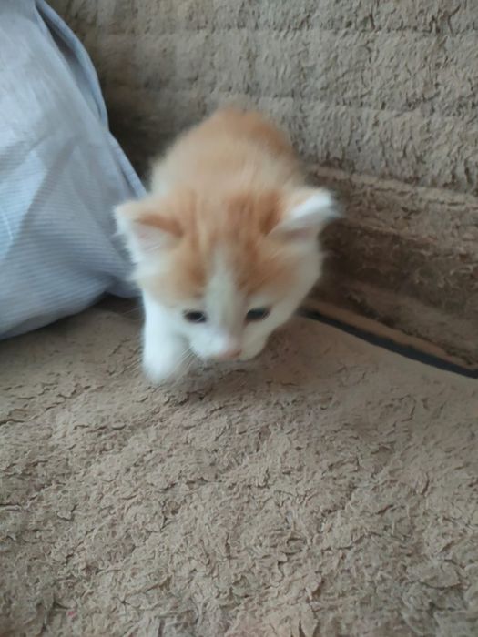 Котенок в добрые руки