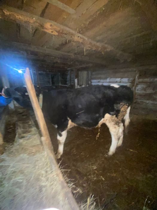 Продам бычка Ангус