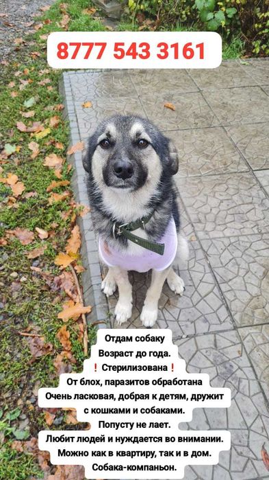 Верная собака даром!Стерилизована.
