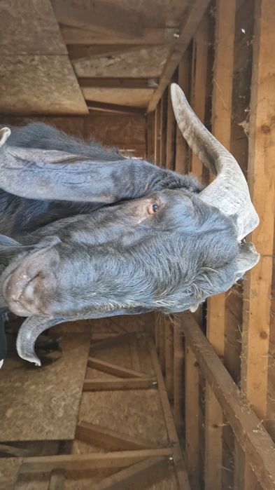 De vanzare TAP rasa  Anglo-nubiană