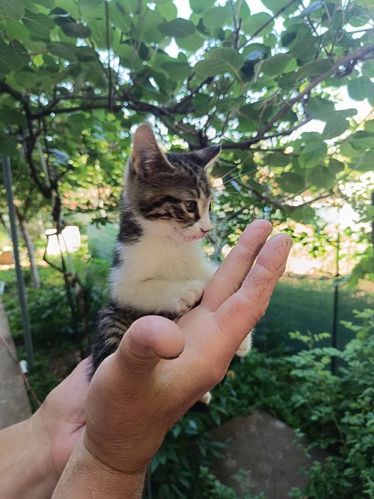 Подарявам  котета на около 2 и 3 месеца