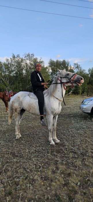Продам мерина, лошадь